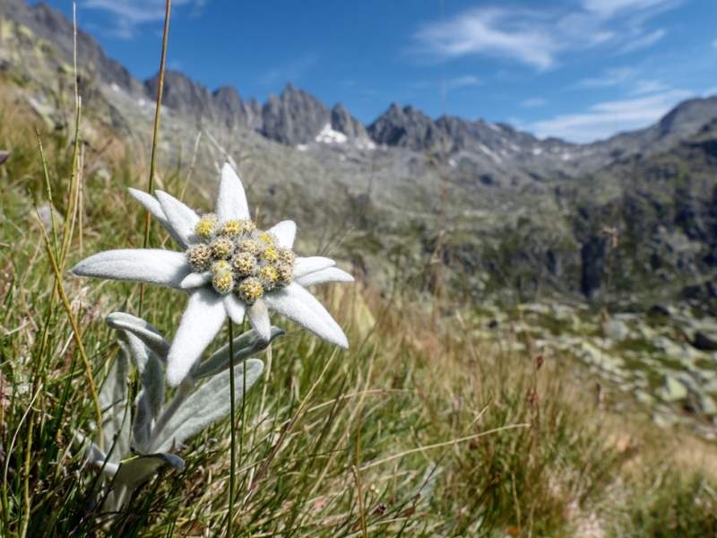 Phytoth&eacute;rapie naturelle