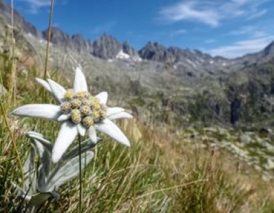 Phytothérapie naturelle