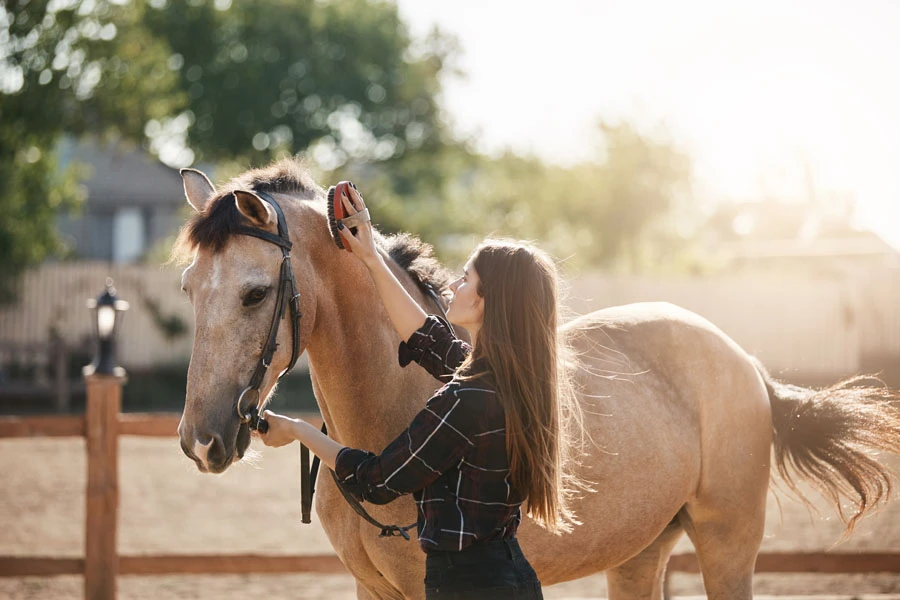 Jeune femme nettoyant un cheval avec une brosse