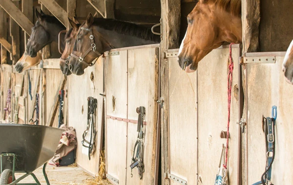 Des chevaux dans des boxs